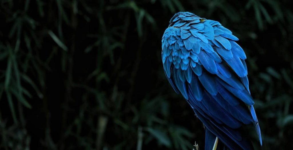 blue parrot