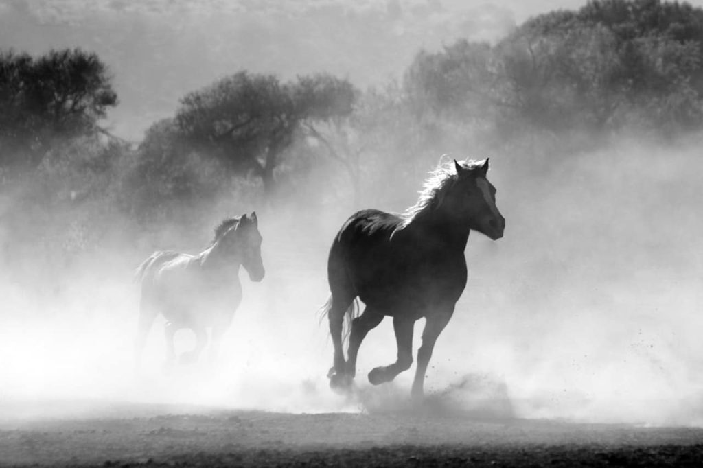 biblical-meaning-of-horses-in-dreams-explained