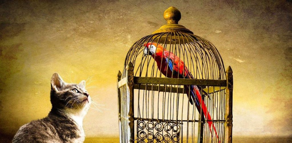 cat looking at parrot in a cage