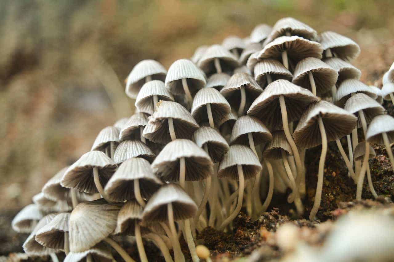 close-up photo of white mushrooms