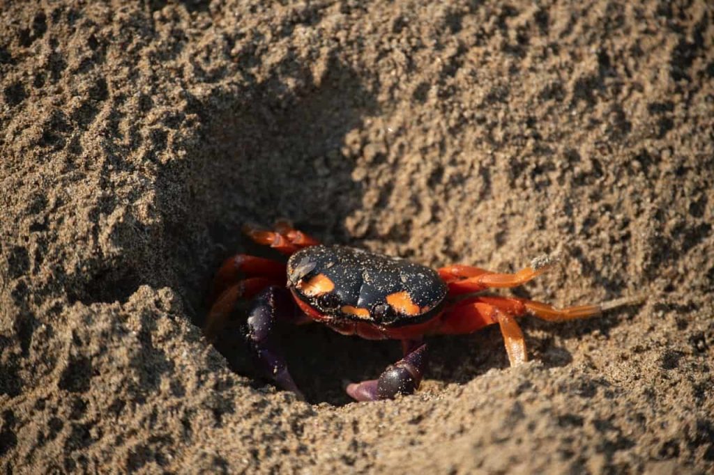 crab digging a hole in the sand