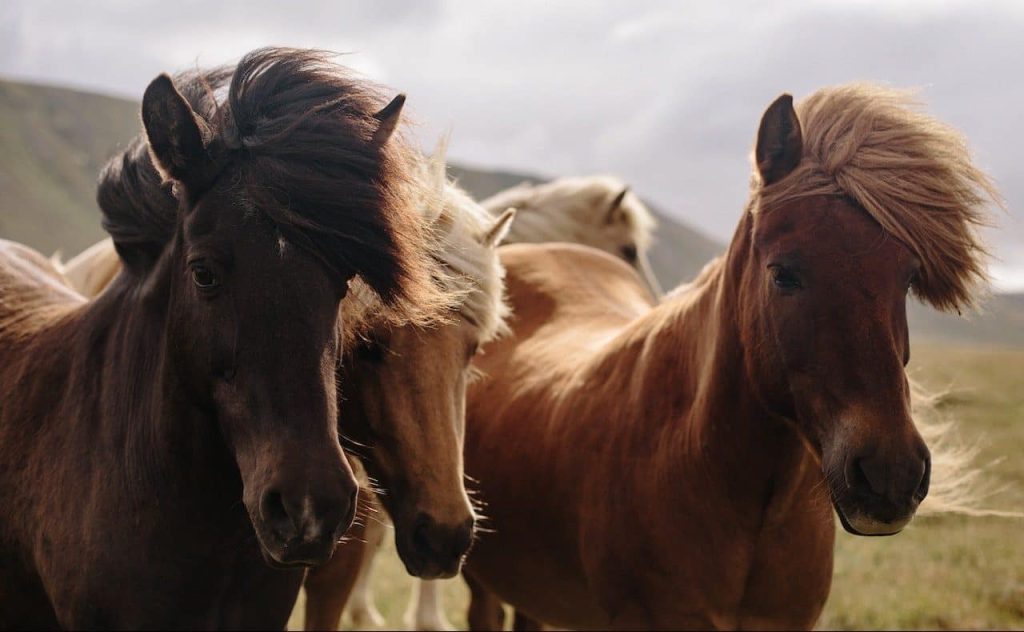 fabulous brown horses