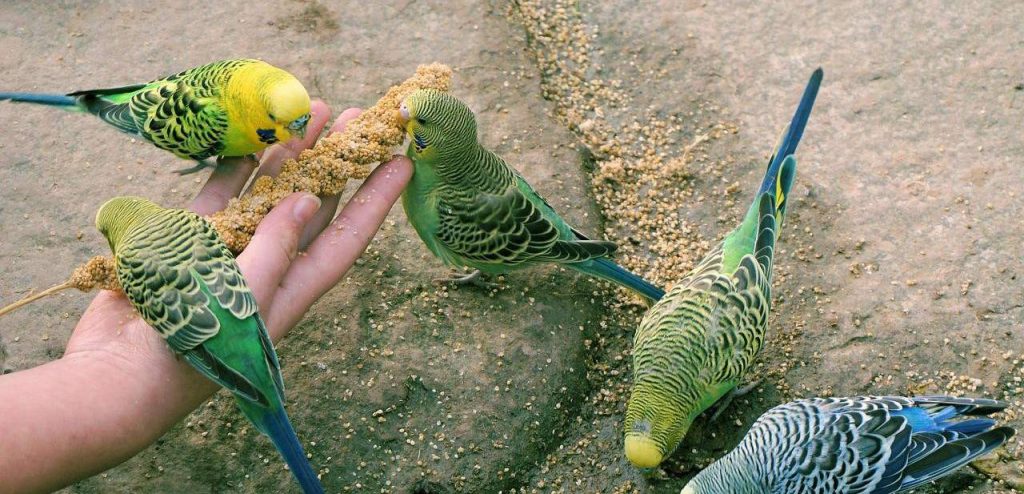 feeding parrots