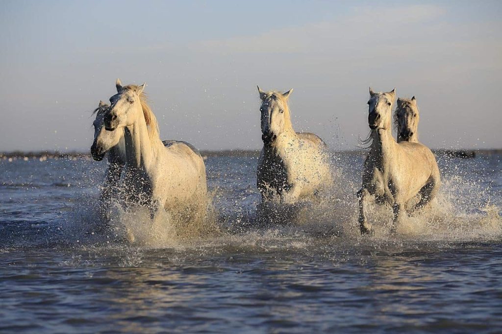 five white horse walking on water