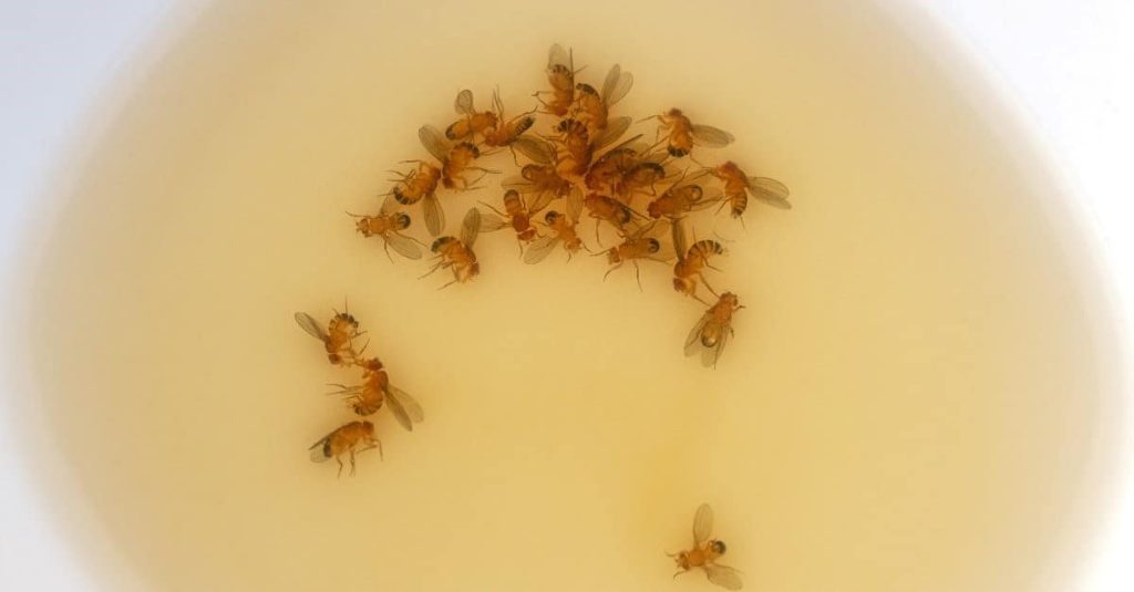 flies on a bowl