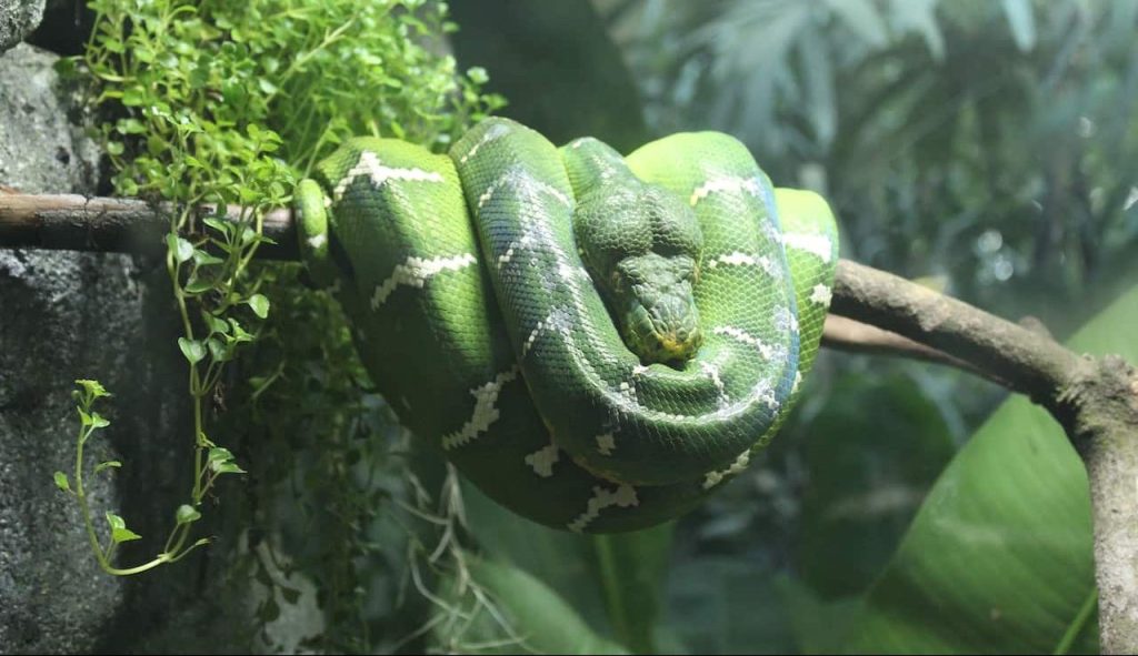 green and white snake