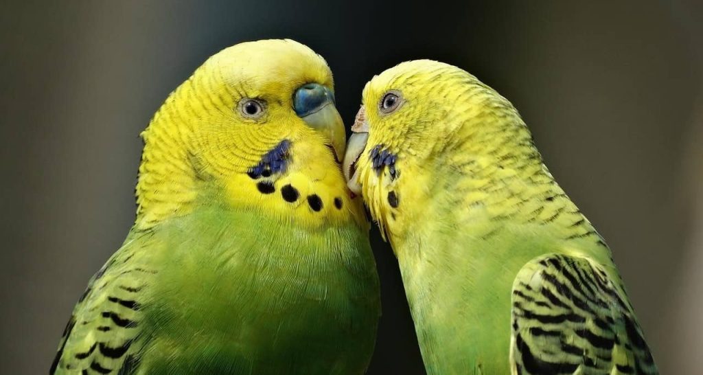 green parrots