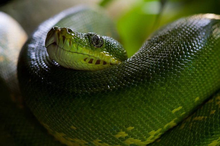 9 Spiritual Meanings of Green Snakes in Dreams