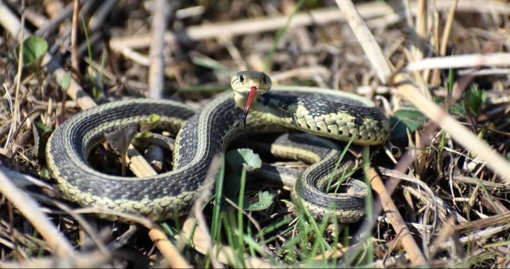 green snake on grass