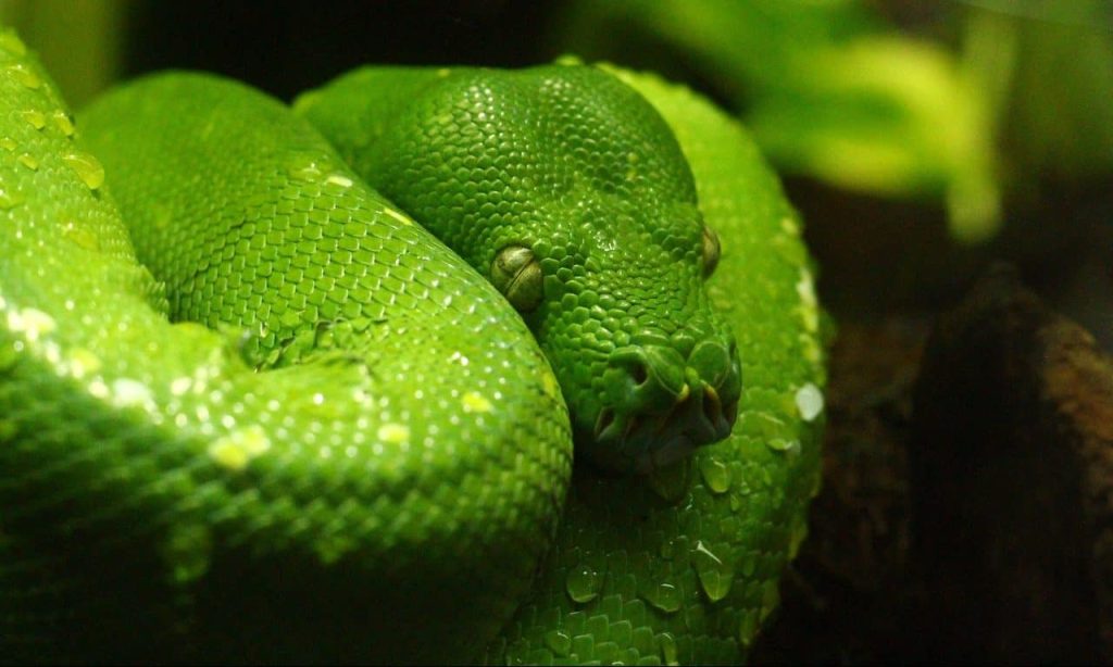 green viper