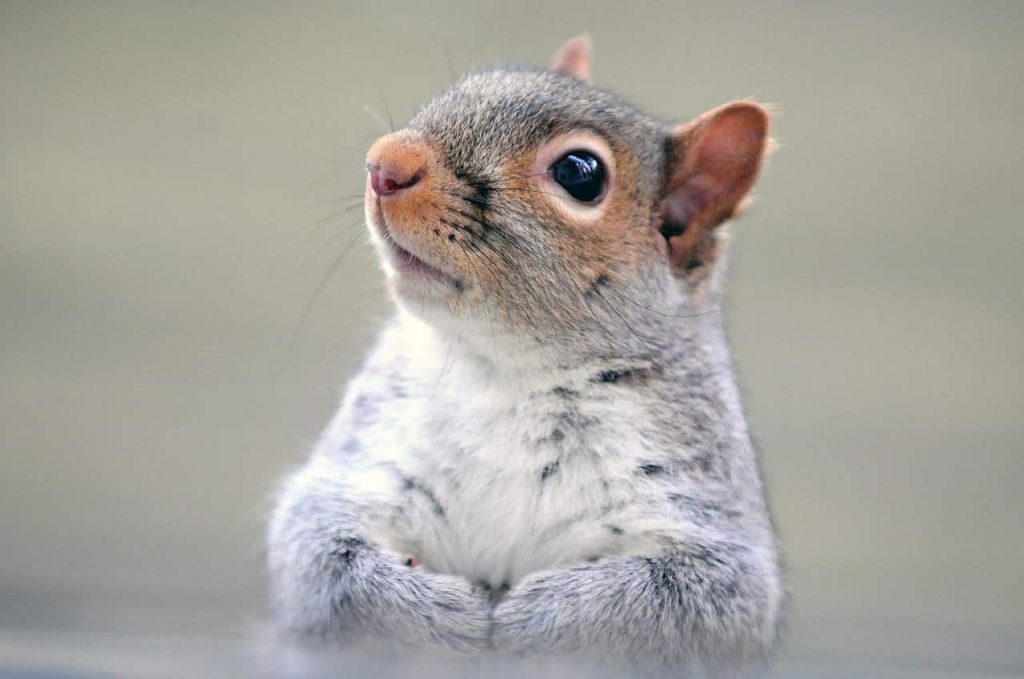 grey squirrel