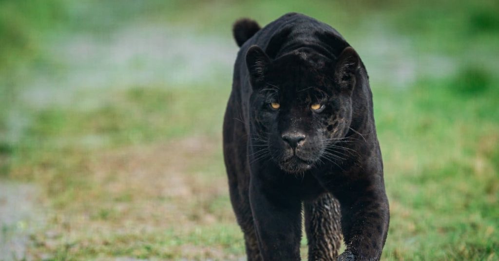 grumpy panther walking