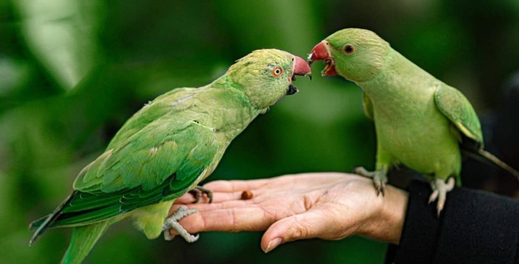 holding green parrots