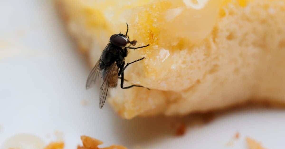 house fly on bread