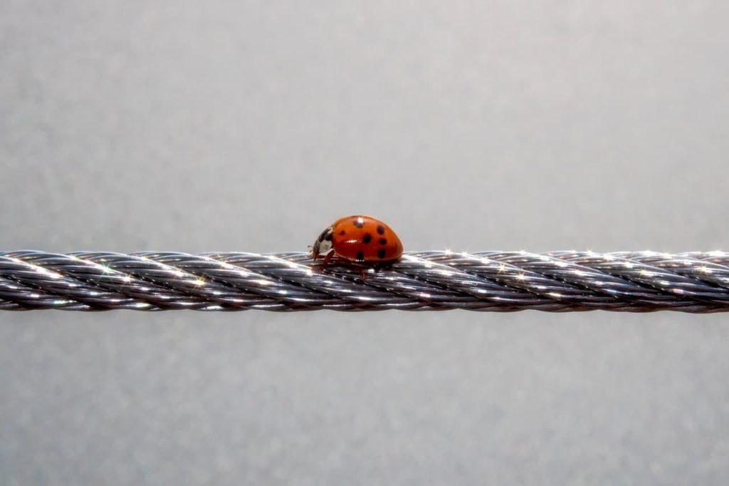 ladybug on a rope