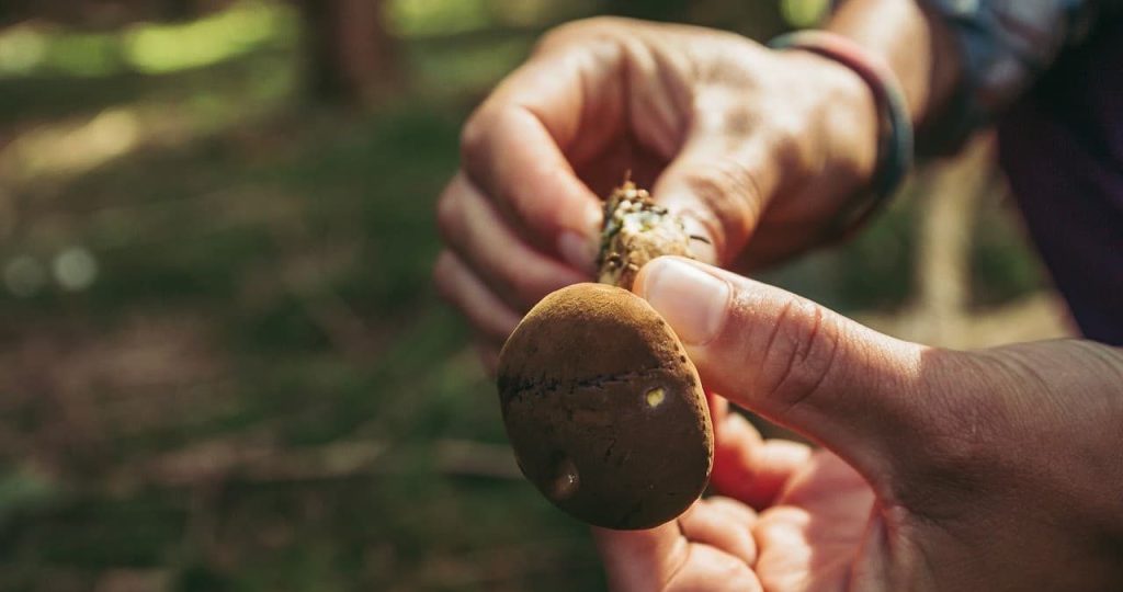 man holding a mushroom