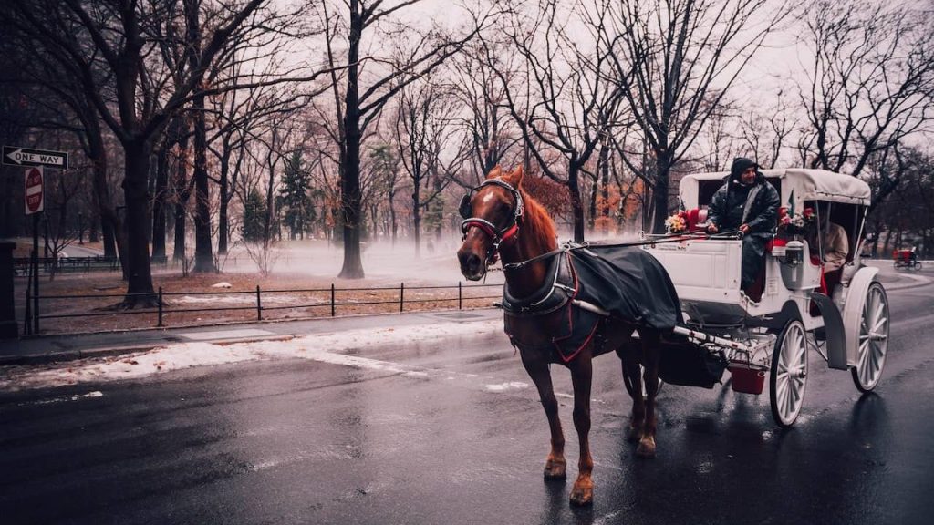 man riding carriage pulled by brown horse