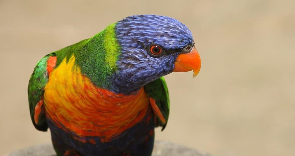 multicolored parrot