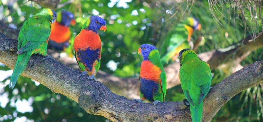 multiple parrots on a branch