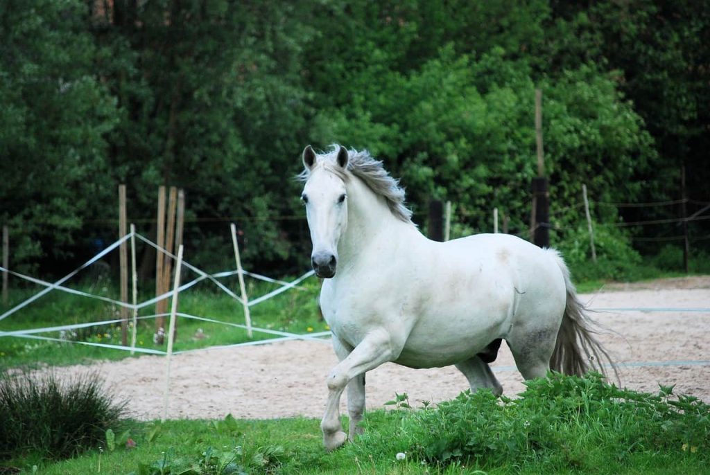 muscular white horse
