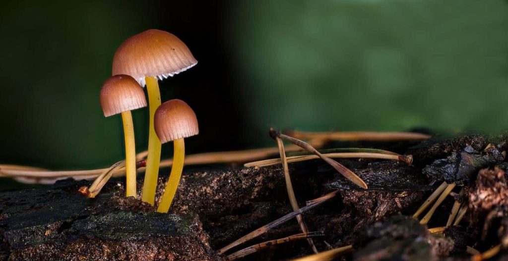 mushroom growing from the ground