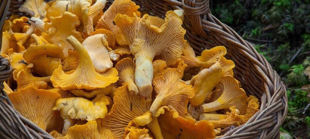 mushrooms in a basket