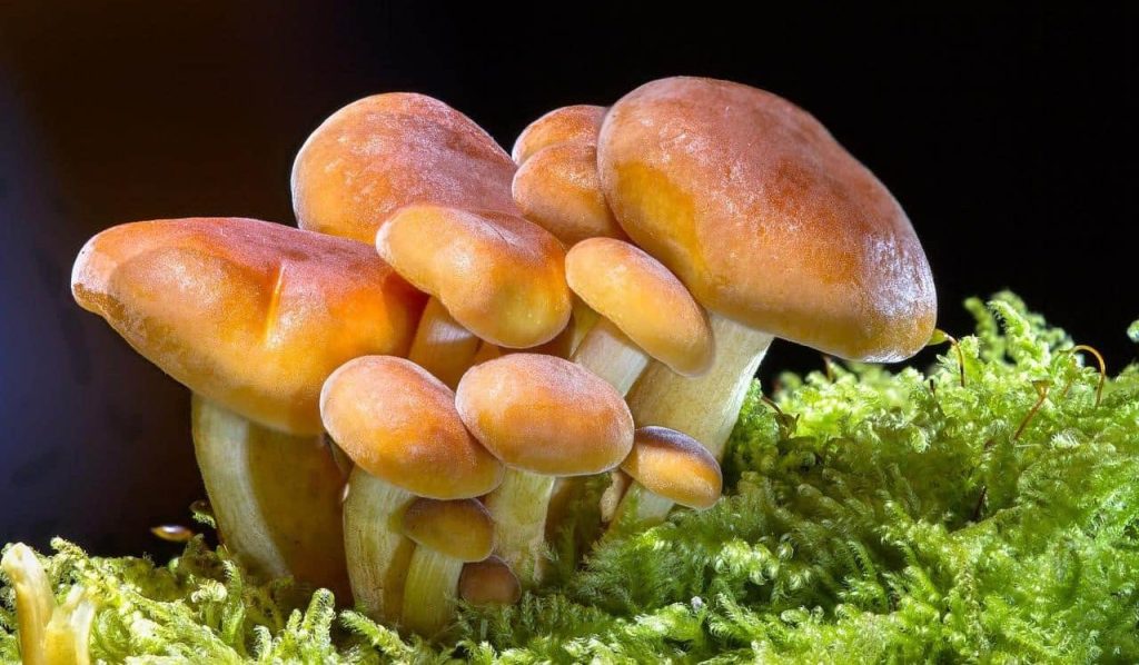 orange mushrooms