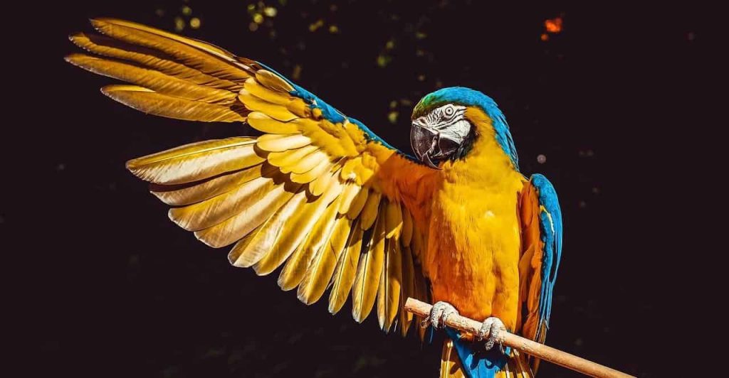 parrot dream meaning