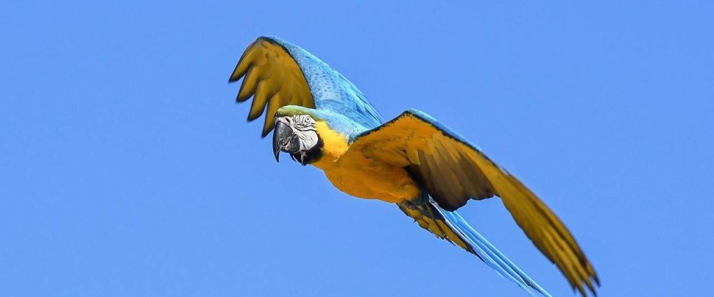 parrot flying