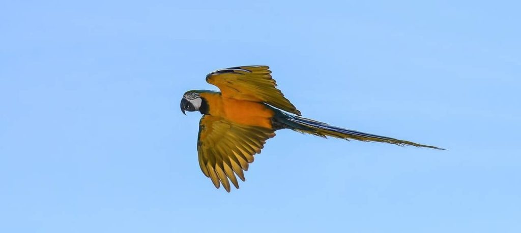 parrot flying away