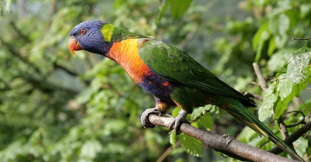 parrot on a branch