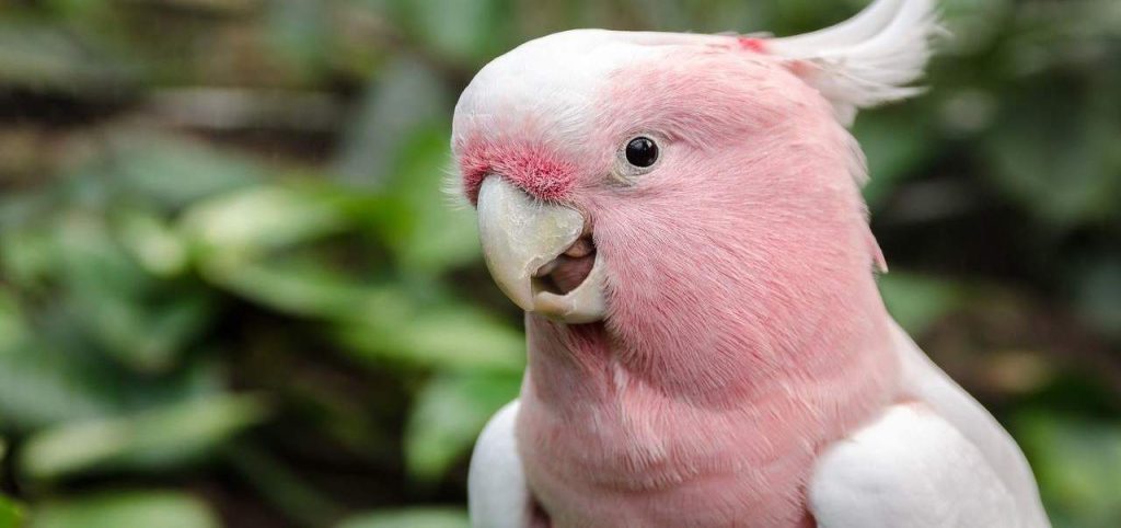 pink parrot