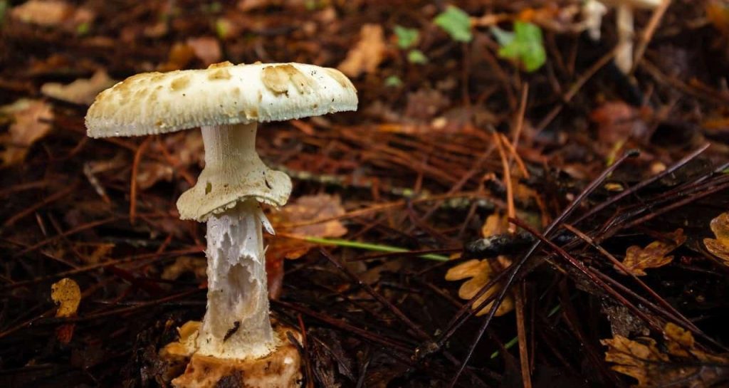 poisonous mushroom