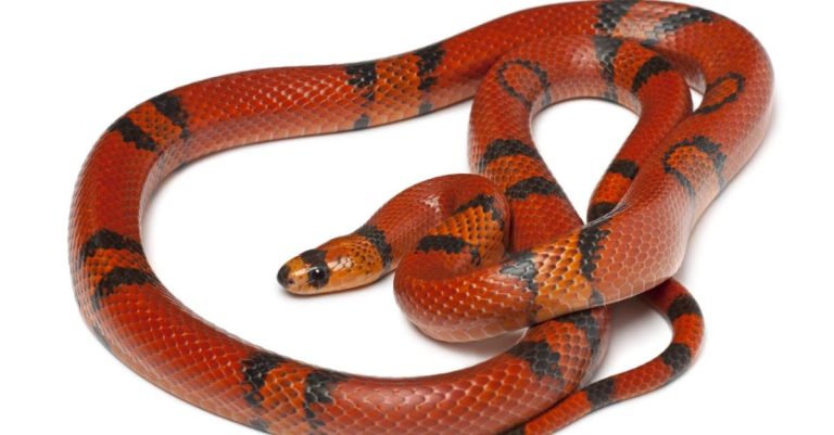 Red Snake Dream: 4 Dangerous Meanings To Be Aware Of