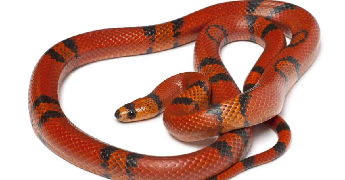 Red Snake Dream 4 Dangerous Meanings To Be Aware Of