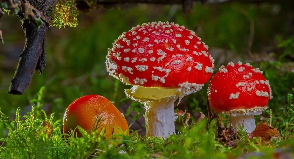 red mushrooms