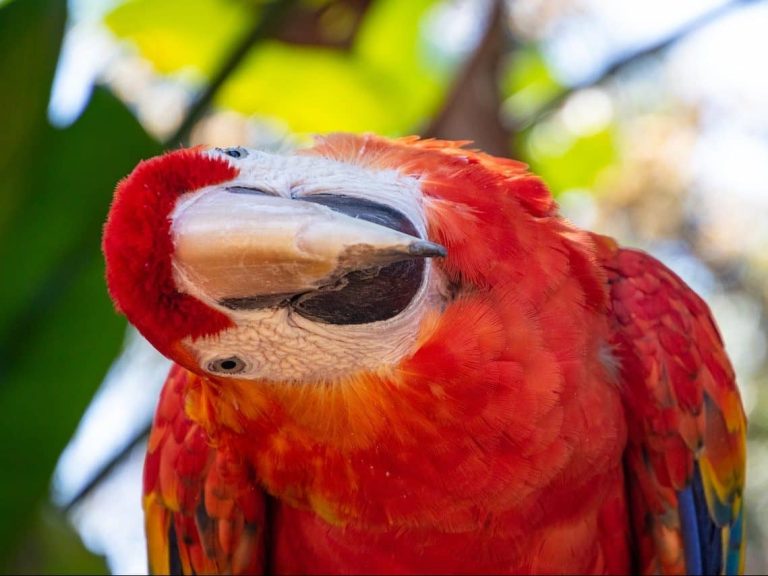 Parrot Dream Meaning & Spiritual Messages Explained