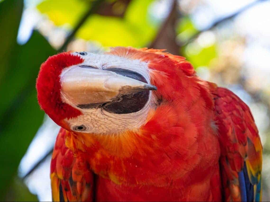 parrot in a dream