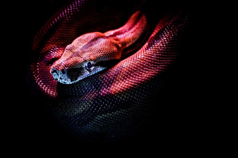 Red Snake Dream: 4 Dangerous Meanings To Be Aware Of