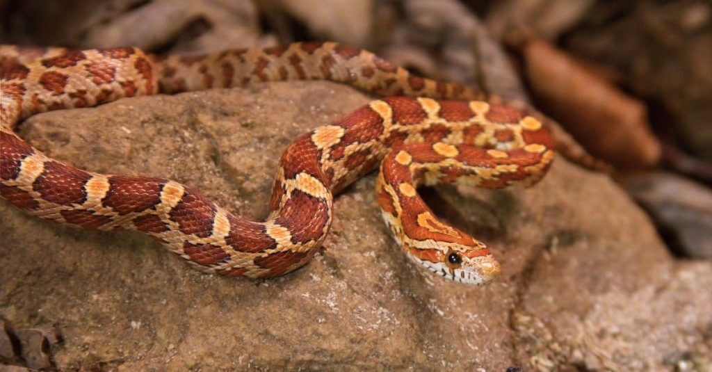 red snake on a rock