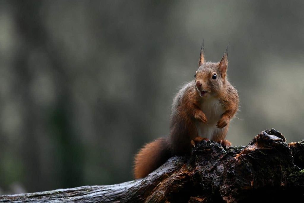 red squirrel