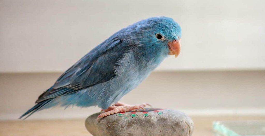 small blue parrot
