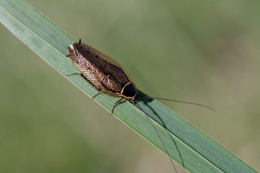 small cockroach on grass