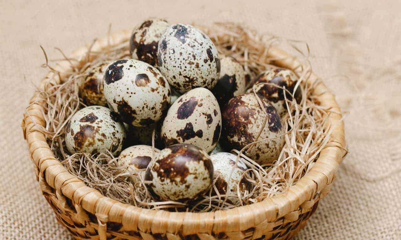 7 Interesting Biblical Meanings of Eggs in a Dream