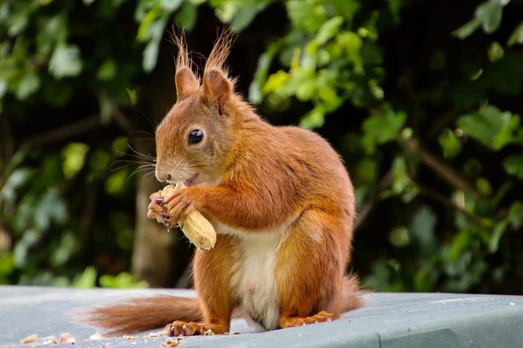 squirrel eating nuts