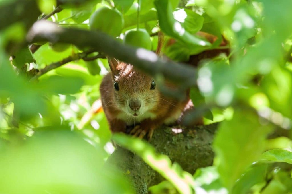 squirrel hiding on a tree