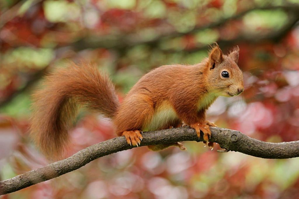 squirrel on a branch of a tree