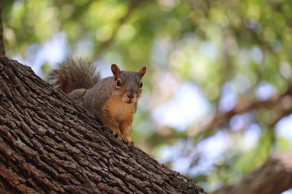 squirrel on a tree