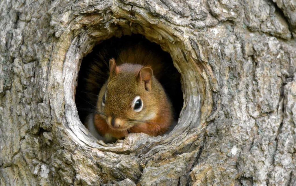 squirrel on his nest