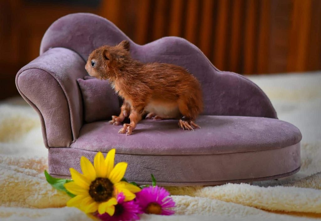 squirrel on his own couch